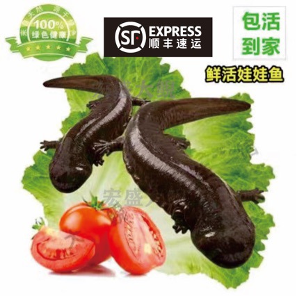 6.5kg a Direct Supply of Fresh Edible Live Fish from a Breeding Factory to a Giant Salamander Pet Seedling Aquatic Freshwater Fish Package