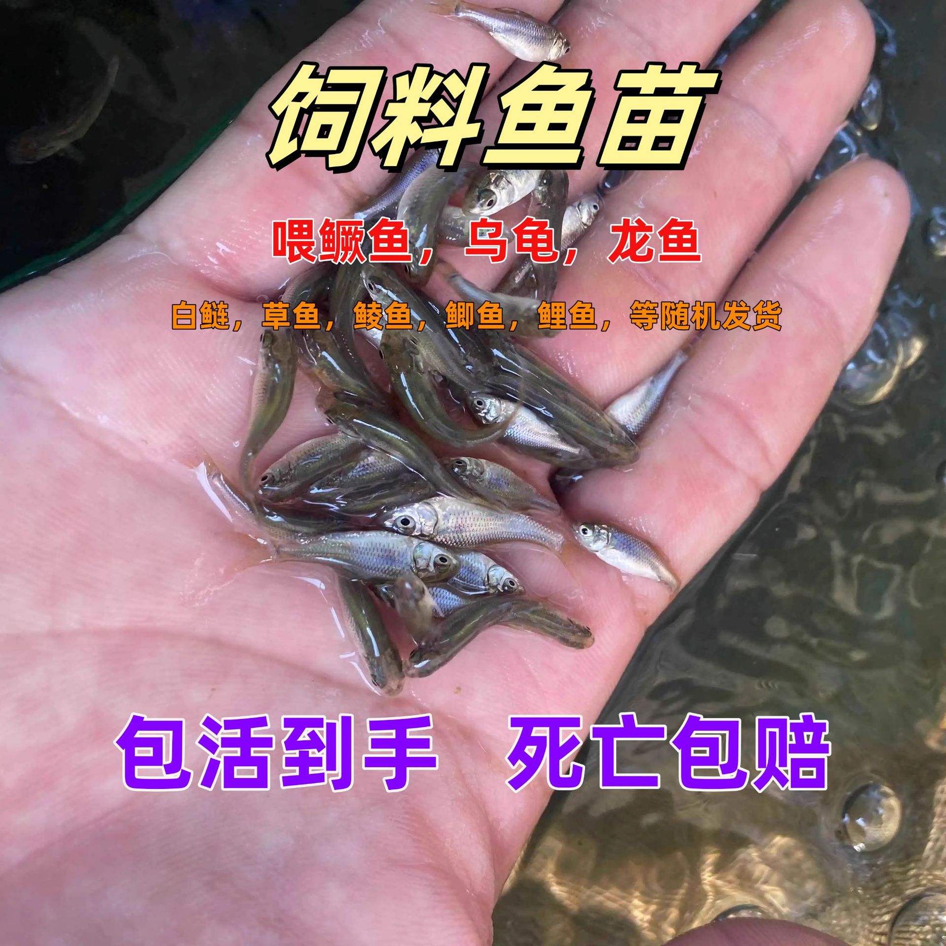 Корм для рыб свежий, для араван, живой наживка, корм для черепах, карп, разведение пресноводных декоративных рыб для рыбалки