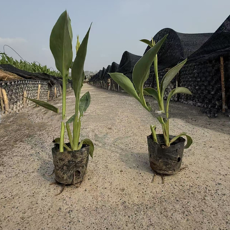 Various Colors of Aquatic Canna Seedlings Purify Pond Water Quality. Aquatic Plants Undertake Various Water Purification and Repair Projects