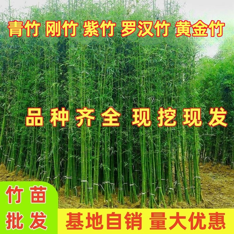 Саженцы бамбука, вечнозеленый бамбук для двора, зеленый бамбук, фиолетовый бамбук, саженцы бамбука Лохан, морозостойкие уличные саженцы для стен