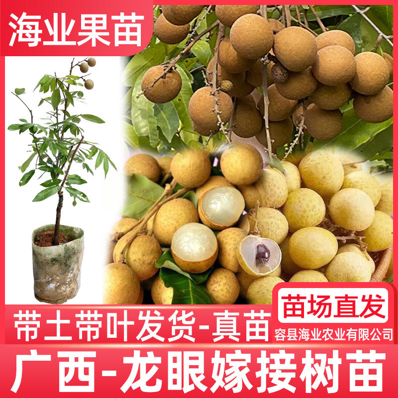 Саженцы лонгана, привитые саженцы, раннеспелый каменный многоножка, четырехсезонный лонган с плодами и землёй, южные фруктовые саженцы для двора