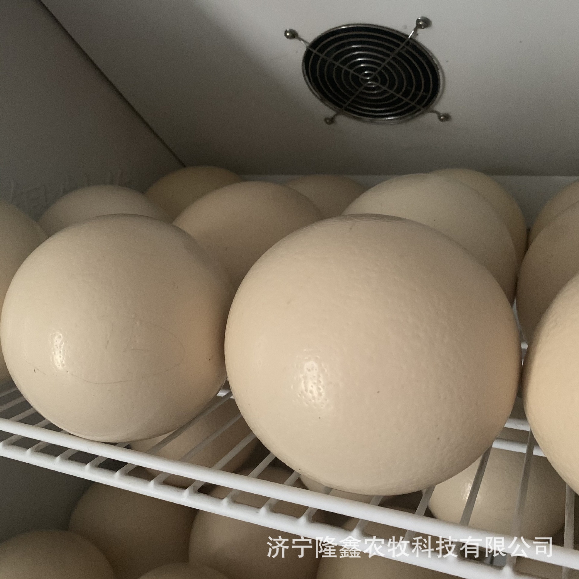 Свежие съедобные страусиные яйца в наличии. Цена на яйца страуса. Вес одного яйца страуса. Яйца страуса в подарочной коробке