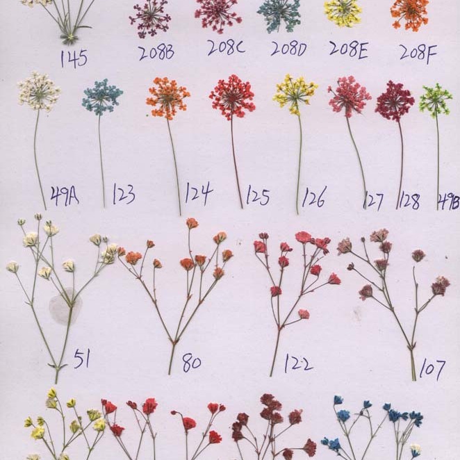 Dried flowers diy eternal flower greeting card bookmark embossing painting real flower photo frame flower material