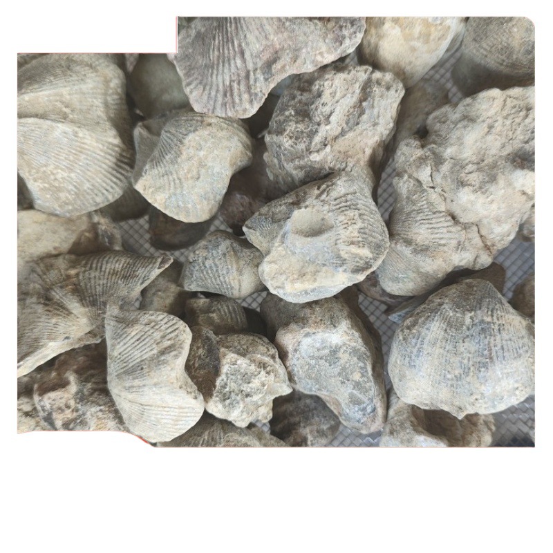 Shiyan, Shuifei Shiyan, Shiyanzi, Yanzishi, Chinese Herbal Medicine Shiyanzi, Large Quantity and Excellent Quality, Various Cold Backs