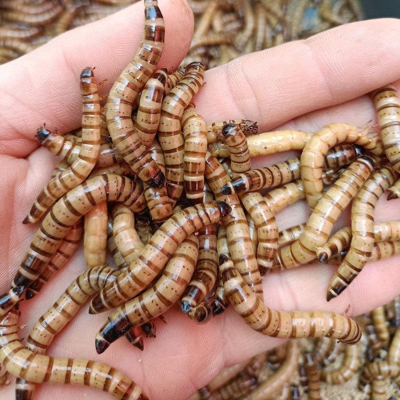 4- 6cm Barley Worms Live Protein Worms Arowana Turtle Lizard Spider Bird Food Pet Delivery Wheat Compress Pack Live