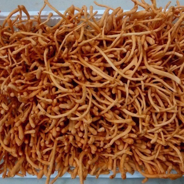 Древние сладкие свежие кордицепсы 38 юаней/упаковка, цветы кордицепса синенсис от производителя