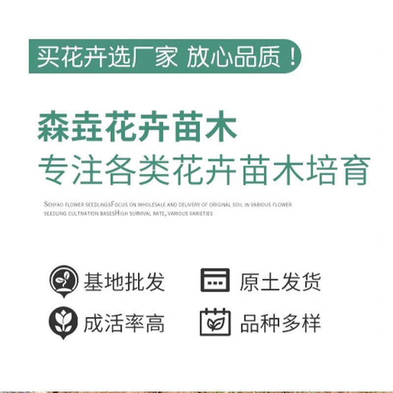 Little Rabbit Wolf Tail Grass Potted Plant, Leaf Rabbit Tail Grass, Sun-Loving and Cold-Resistant Courtyard Balcony Grass, Perennial Ornamental Grass