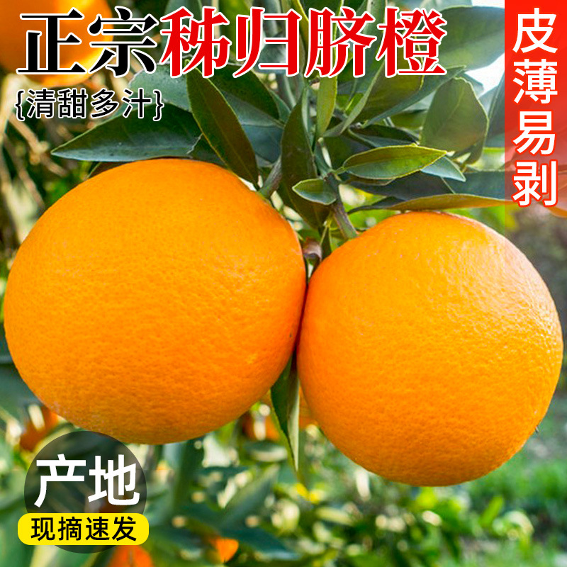 Authentic Zigui Navel Oranges, High Mountain Oranges, Fresh Picked and Shipped Directly from the Place of Origin, Seasonal Fruits Wholesale