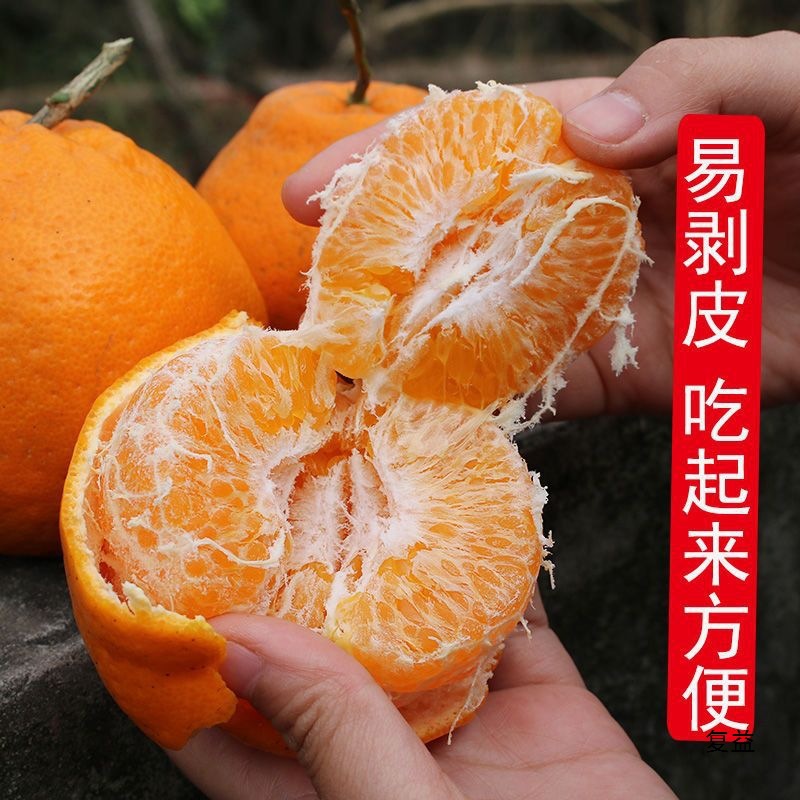 Raked Mandarin Oranges Are Shipped with Leaves Only, Fresh Sichuan Mandarin Oranges, Fresh Fruits, Seasonal Ugly Oranges, Oranges