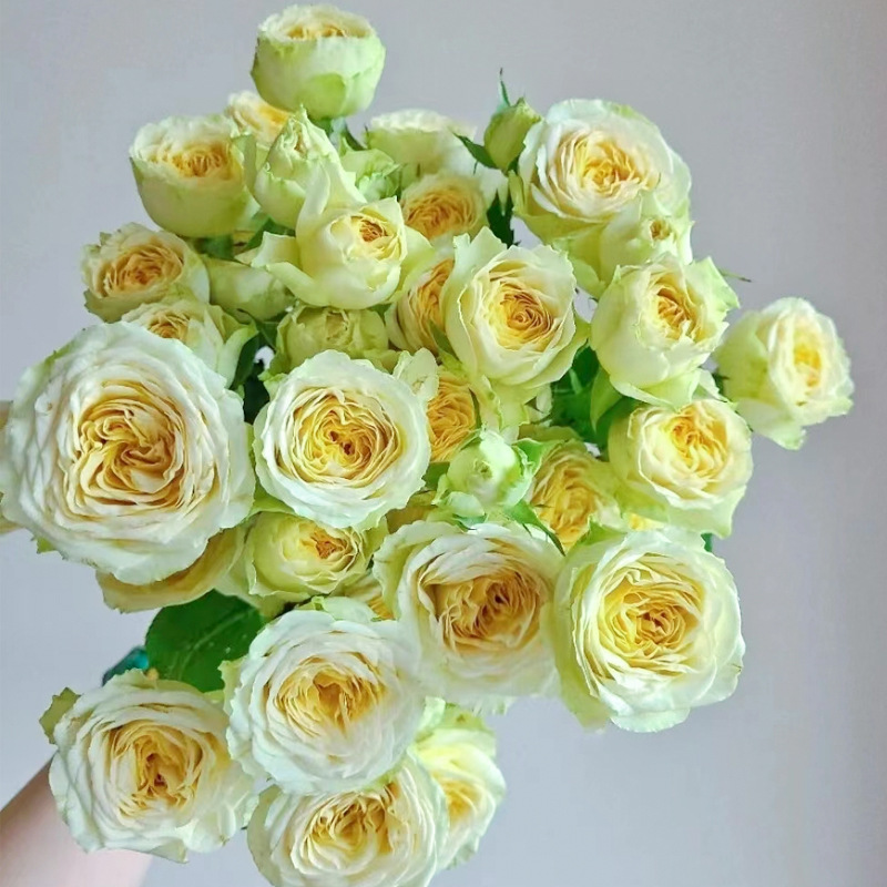 Daily Updated Base Color Rose Kunming Rose Wedding Stall Flower Basket Vase Bucket South Base Flower Wholesale