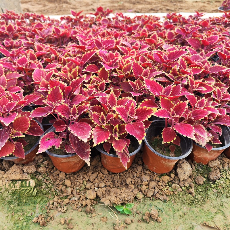 Outdoor Landscaping Plants, Small-Leaf Ligustrum Seedlings, Golden-Leafed Grass, Evergreen and Non-Deciduous All Year Round, Cold-Resistant and Heat-Resistant