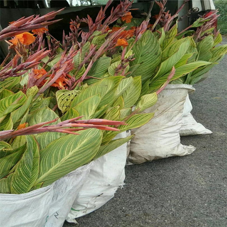 Aquatic Calla Lily Seedlings Wholesale in Large Quantities, Yellow and Pink Flower Pot Seedlings, Artificial Wetland River Aquatic Plants, Artificial Wetland