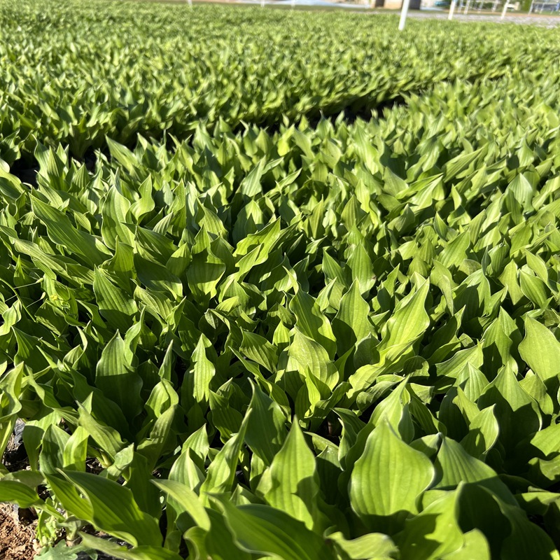 Hosta Flower Seedlings, Perennial Perennial Shade-Tolerant and Heat-Tolerant Foliage and Flower Plants, Courtyard Ornamental Hosta Bud Potted Plants