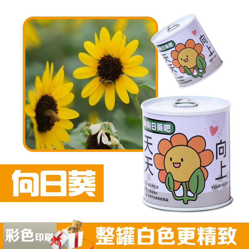 Children's Gift Can Plant Blind Box Desktop Small Potted Primary School Students Florals and Green Plants Easy to Feed Seeds Potted Plants