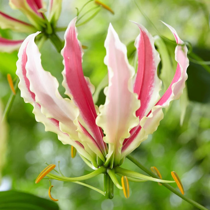 Galanthus Seeds Red Yellow Seeds Flower Seeds Florals Galanthus Flame All Year Round Flower Florals Wholesale