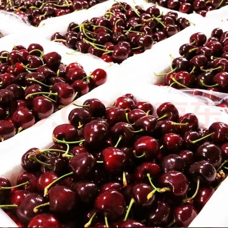 Shandong Yantai Open-Air Cherry Large Cherry Origin Direct Delivery Large Fruit Whole Box Fresh Free Shipping Sweet and Sour for Pregnant Women