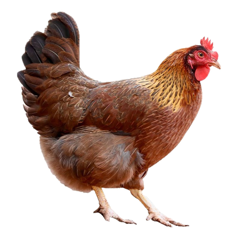 280-Day Guangdong Qingyuan Yangshan Crispy Chicken, Crispy Old Hen, 280-Day Crispy Qingyuan Chicken, Huashi He Tian Chicken