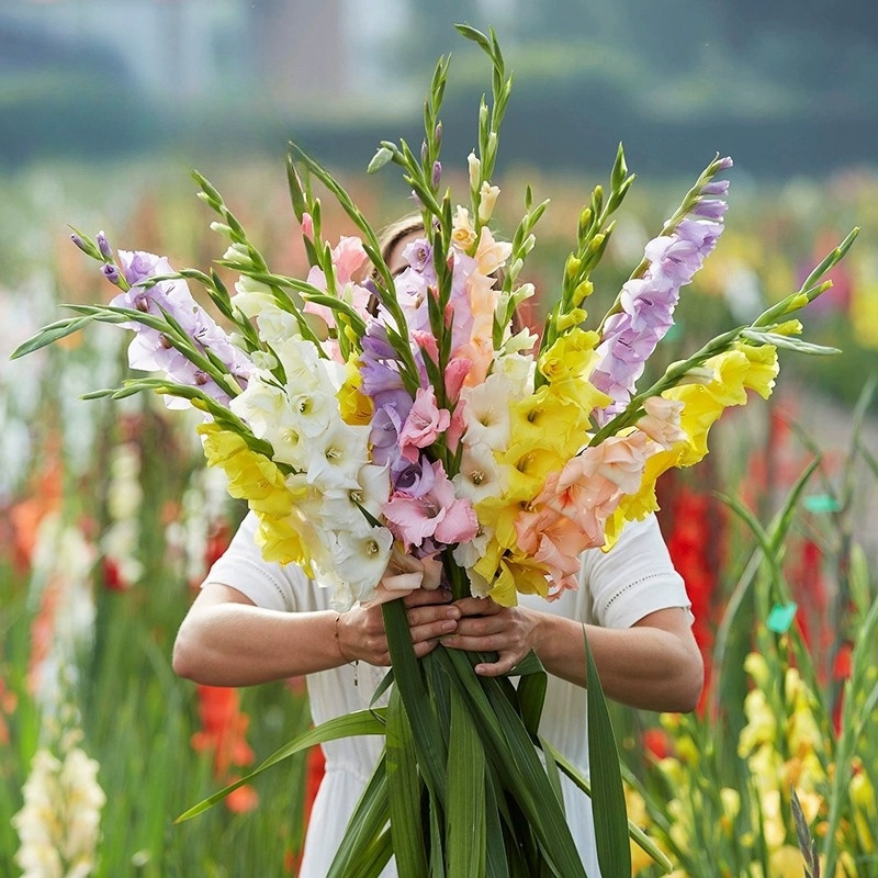 Луковицы гладиолусов, многолетние, цветущие круглый год, для горшечной посадки