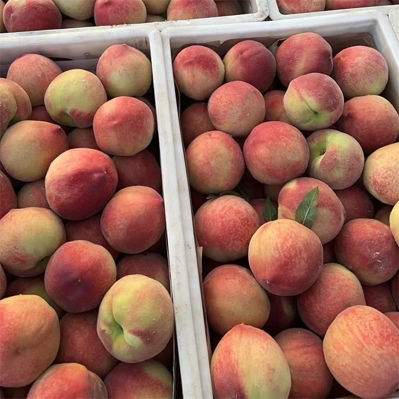 Shandong Mengyin Peach Origin Direct Shipping Peach Whole Piece Free Shipping Seasonal Fruit Peach Dropshipping
