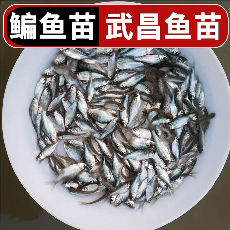 Bream Fry, Wuchang Fish Fry, Triangular Edge Fish, Freshwater Cultured Edible Flat Fish Fry, Amblystoma Tigris Live Fish Feed Wholesale