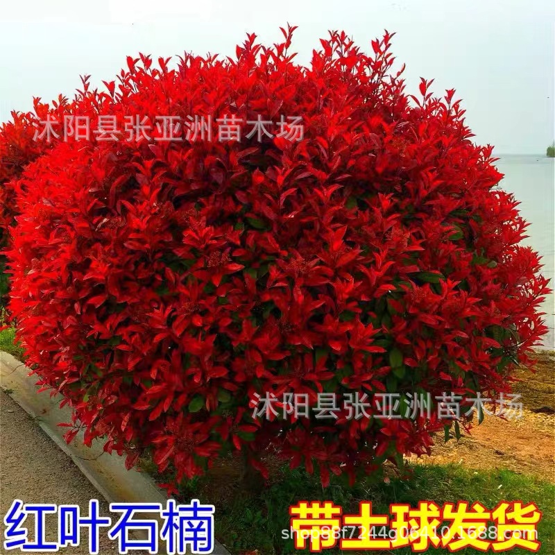 Red-leaf heather ball garden engineering greening plant heather seedlings evergreen four seasons red-leaf heather ball vegetative belt seedlings