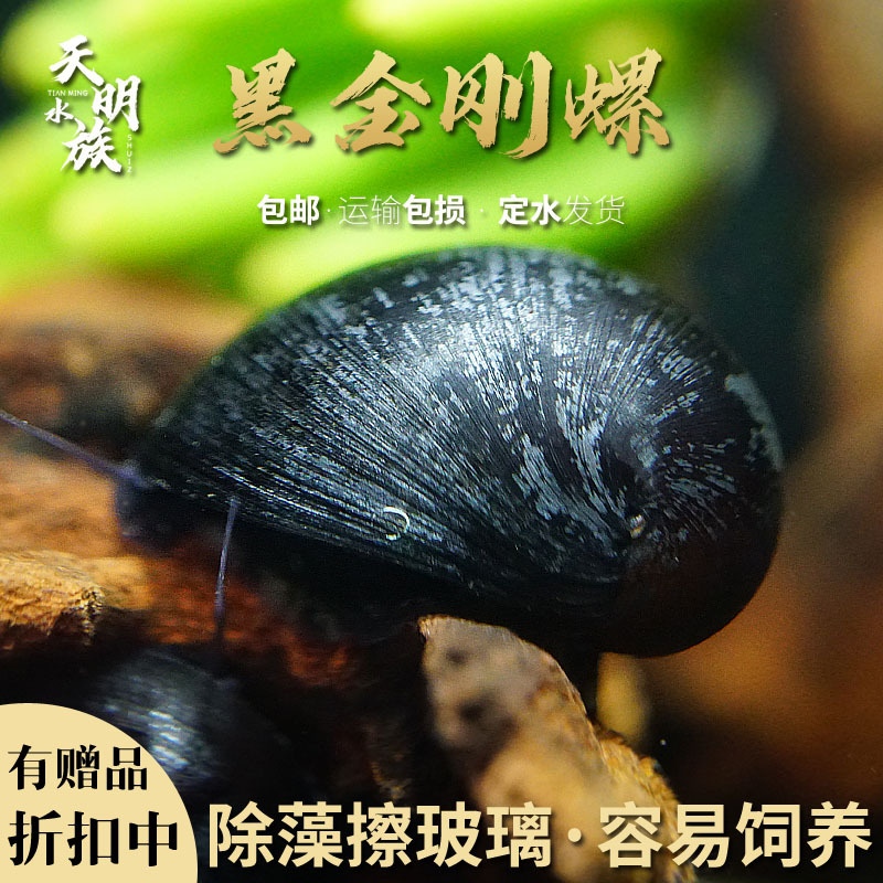 Импортированная черная алмазная улитка, декоративная, улитка для удаления водорослей, аквариумный инструмент, пресноводная, большая и маленькая, убийца, абалонная улитка, живая оранжевая кроличья улитка