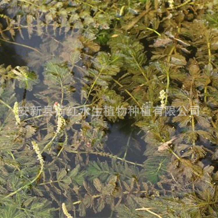 The Base Directly Supplies Various Aquatic Emergent Plants, Spiky Foxtail Algae, Water Quality Purification, Spiky Submersed Plants, and Package Planting