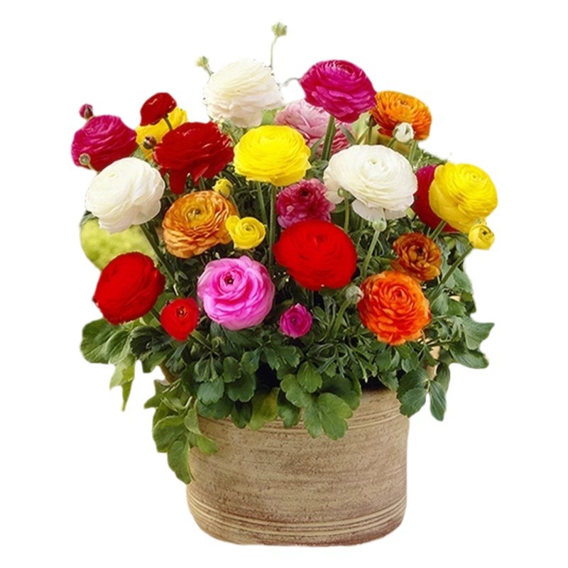 Flower Ranunculus oceanic peony seed root double petal celery leaf peony indoor potted bulb flower Persian buttercup flowering
