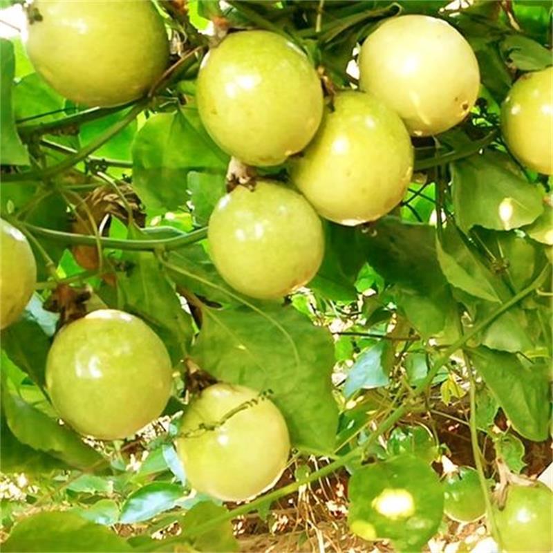 Guangxi Golden Passion Fruit Fresh Fruit Yellow Passion Fruit Free Shipping Freshly Picked Golden Passion Fruit Dropshipping
