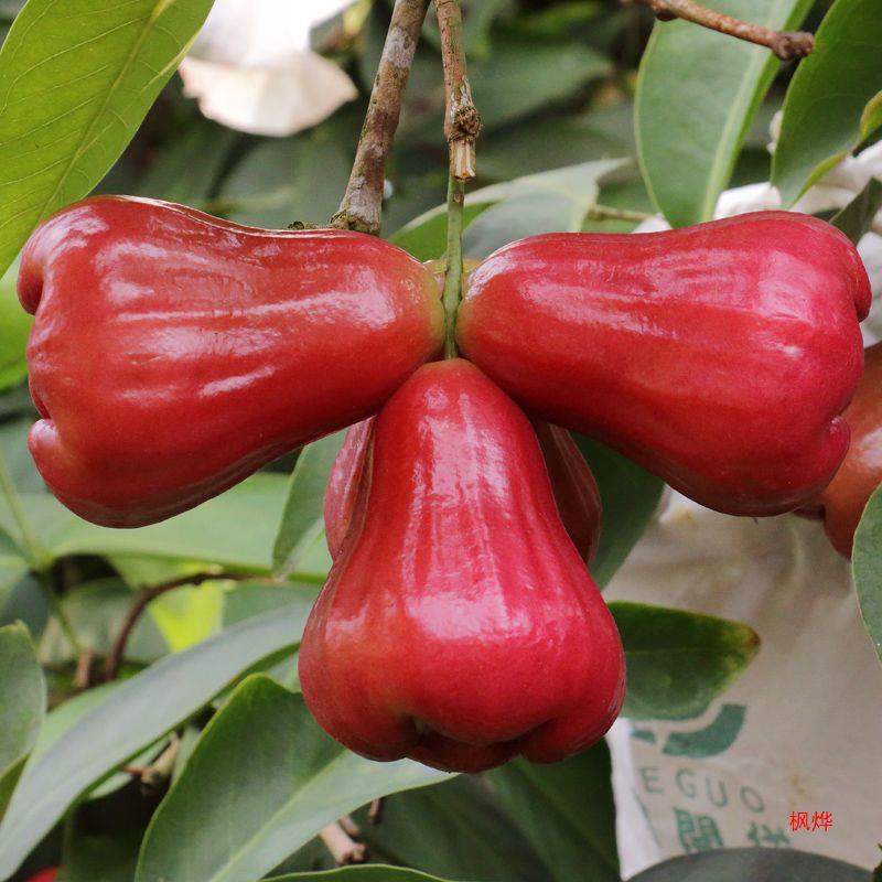 Hainan Black Diamond Lotus Mist Fresh Fruit Whole Box Lotus Mist Tropical Mist Seasonal Free Shipping Fairy Fruit for Pregnant Women