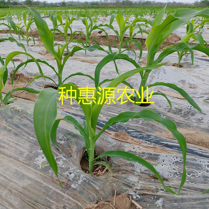 Zhongtian No. 9 Corn Seeds, Super Sweet and High-Yielding Fruit Corn Seeds, Crisp, Sweet and Waxy Spring and Summer Hybrid Seeds