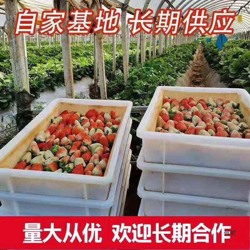 Fresh Yunnan Strawberries for All Seasons, Large Commercial Strawberries, 5kg Bulk Base Direct Delivery for Tea Drinks, In-Stock Baked Grass Jelly