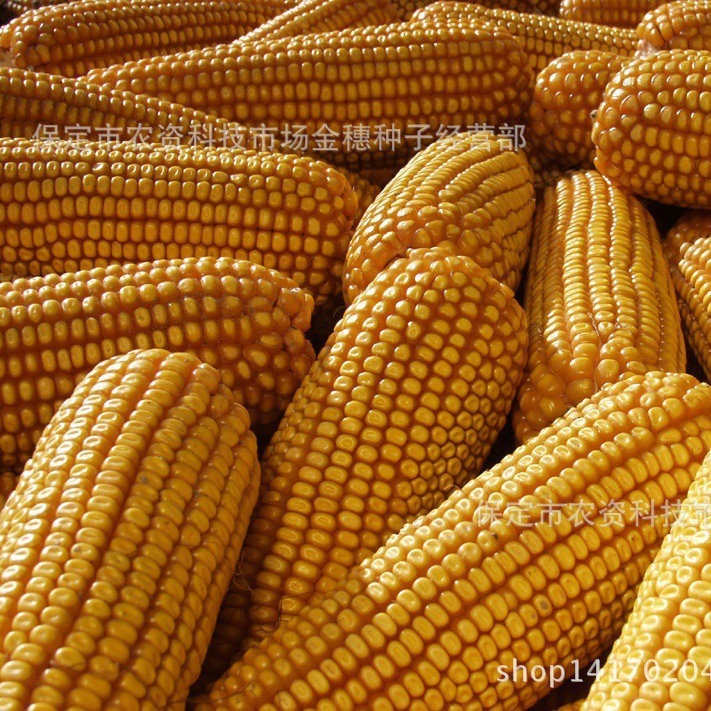 Spring Sowing Common Agricultural Hybrid Corn Seeds Wholesale Huxin H9018 Corn Seeds Hybrid Seeds