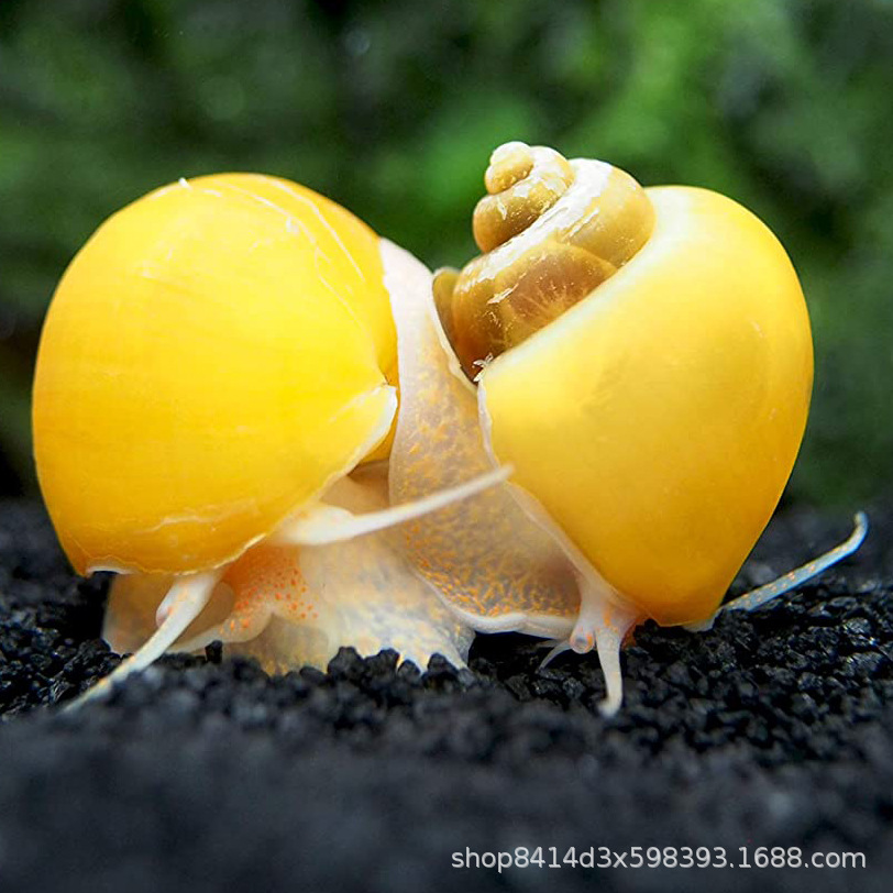 Golden Snail Ornamental Mysterious Snail Shell Pet Golden Rabbit Snail Live Freshwater Cleaning Algae Removal Tool Snail