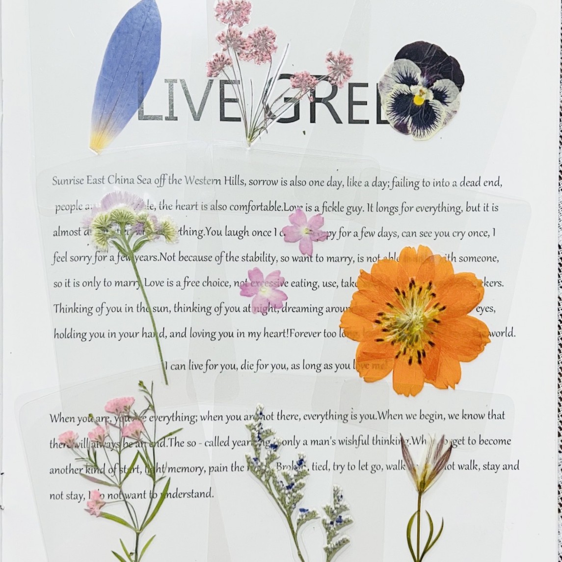 Leaf Plant Specimen Card Plastic Real Leaf Sticker Kindergarten Know Leaves Dried Flowers Student Leaf Vein Bookmark