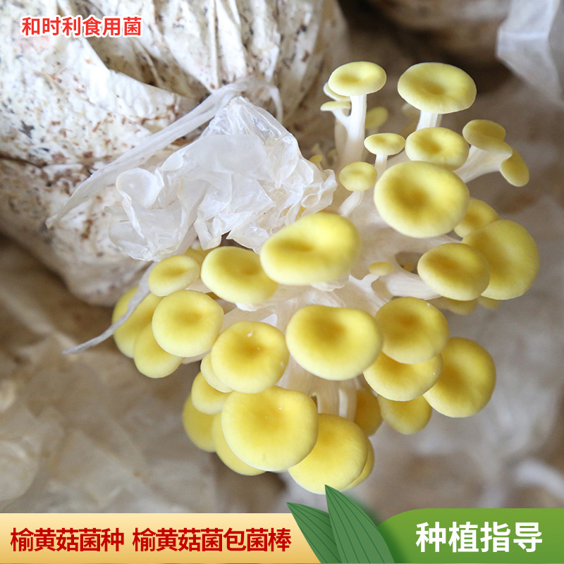 Оптовые упаковки 3кг мицелия желтого гриба вяза для семейного выращивания.