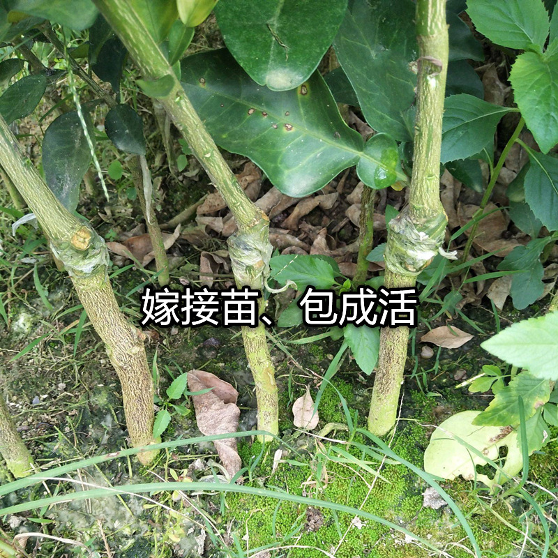 Dropshipping Yuhuan Wendean Pomelo Saplings for Planting in Northern and Southern Gardens, Extra-Large Fruit Potted Grafted White Heart Pomelo