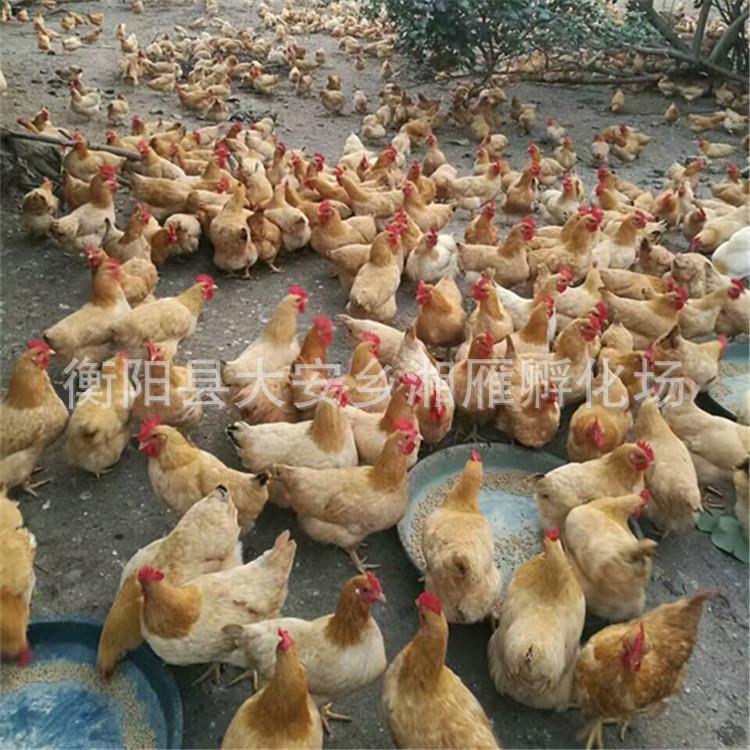 One-Day-Old Loess Chicken Seedlings, Female Seedlings, Mixed Seedlings, Three Yellow Chickens, Hengyang Xiang Loess Chicken Seedlings, Local Chicken Small Species, Pure Thin and Tall Legs