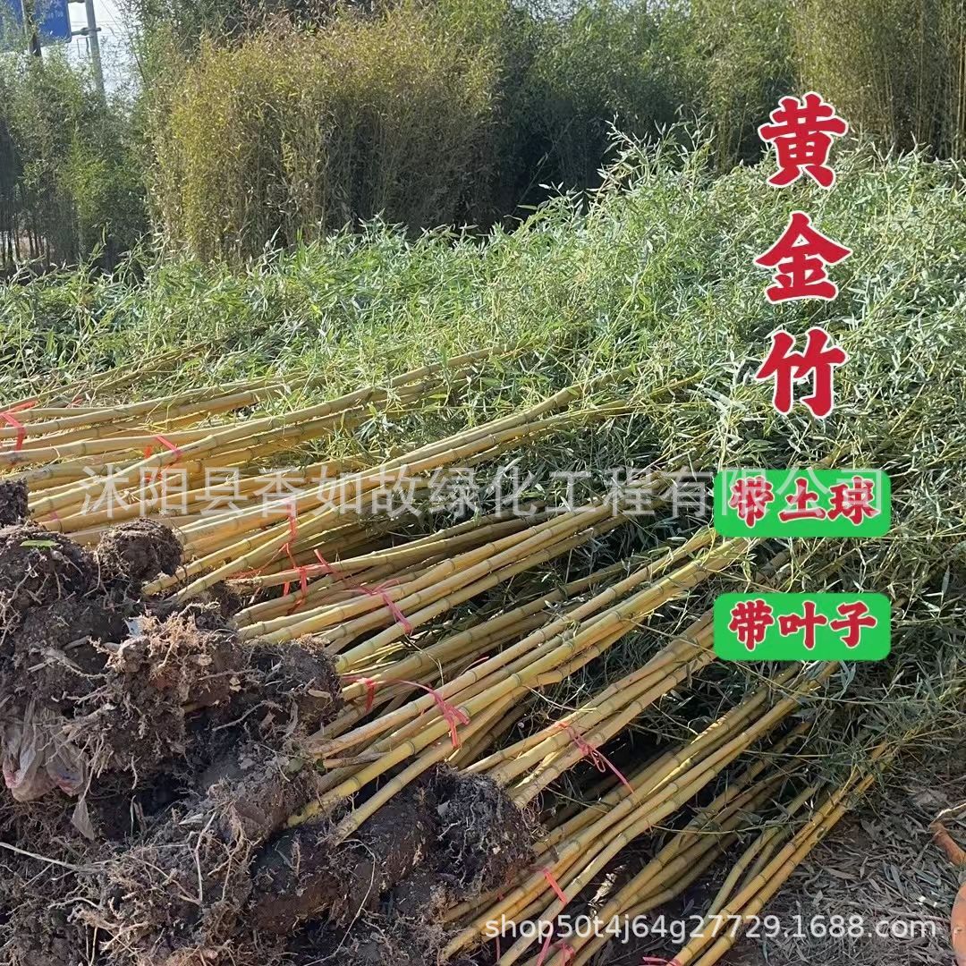 Purple Bamboo Gold Inlaid Jade Bamboo Green Bamboo Courtyard Plant Evergreen All Year Round Northern Cold-Resistant Greening Seedling Base Straight Hair