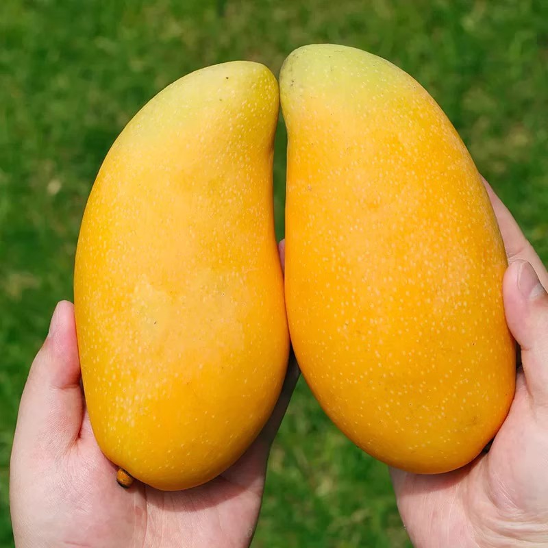 Authentic Vietnamese Golden Huang Mango, Fresh with Free Shipping, 5kg Whole Box of Seasonal Fruit, Giant Tropical Fruit, Sweet