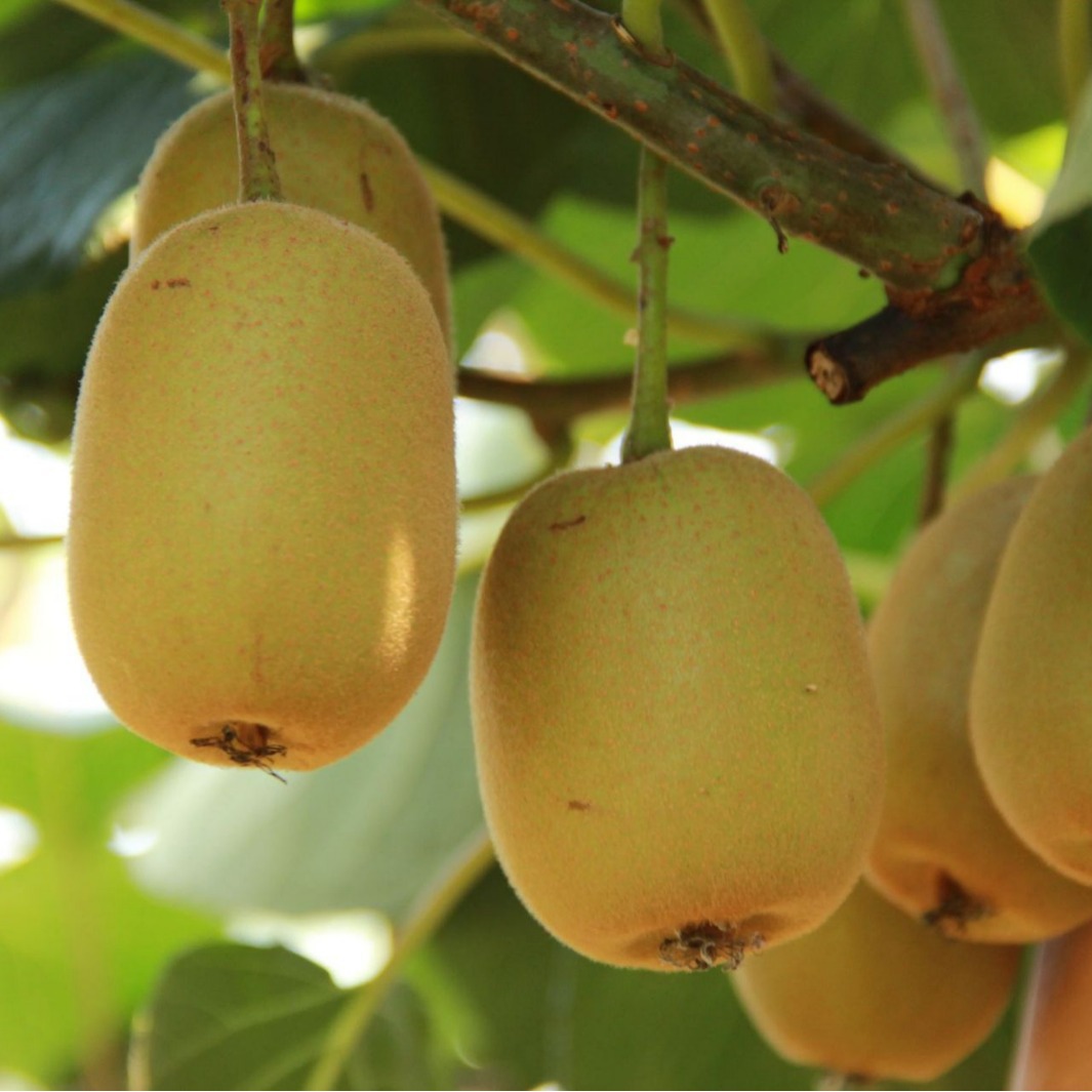 Sichuan Yellow Heart Kiwi Fruit Fresh Fruit Straight Hair Seasonal Whole Box Batch Kiwi Fruit Super Sweet Free Shipping Straight Hair Delicious