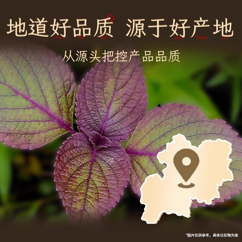 Perilla Leaves Beijing Tongrentang Perilla Chinese Medicinal Materials Fresh Dry Goods Medicinal and Edible Health-Preserving Tea Soaked in Water Wholesale