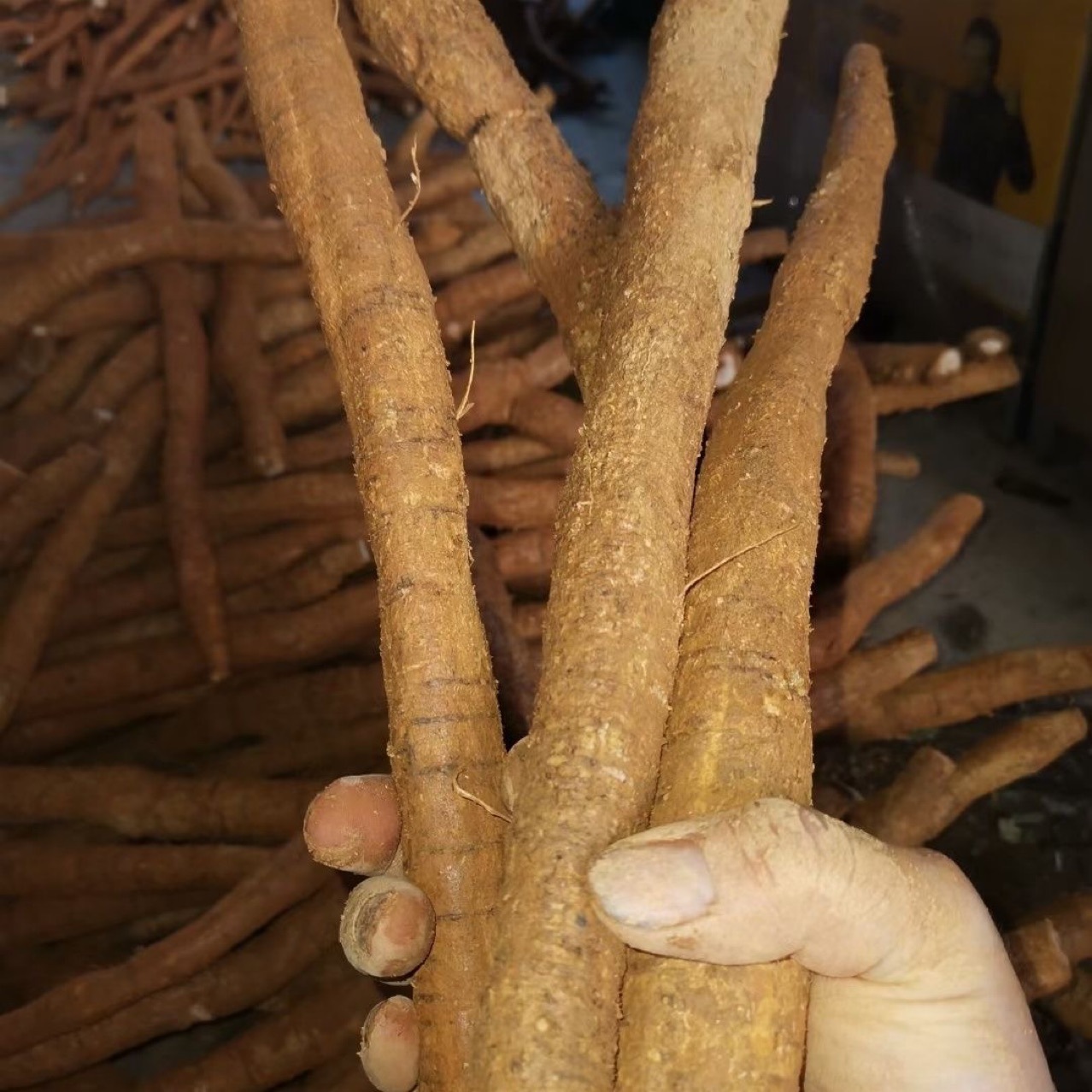 Fresh Cattle Vigorous Exhibition Stall Fresh Cattle Vigorous Autobian Middle-of-age Compassion Cattle Vigorously Dried Cattle