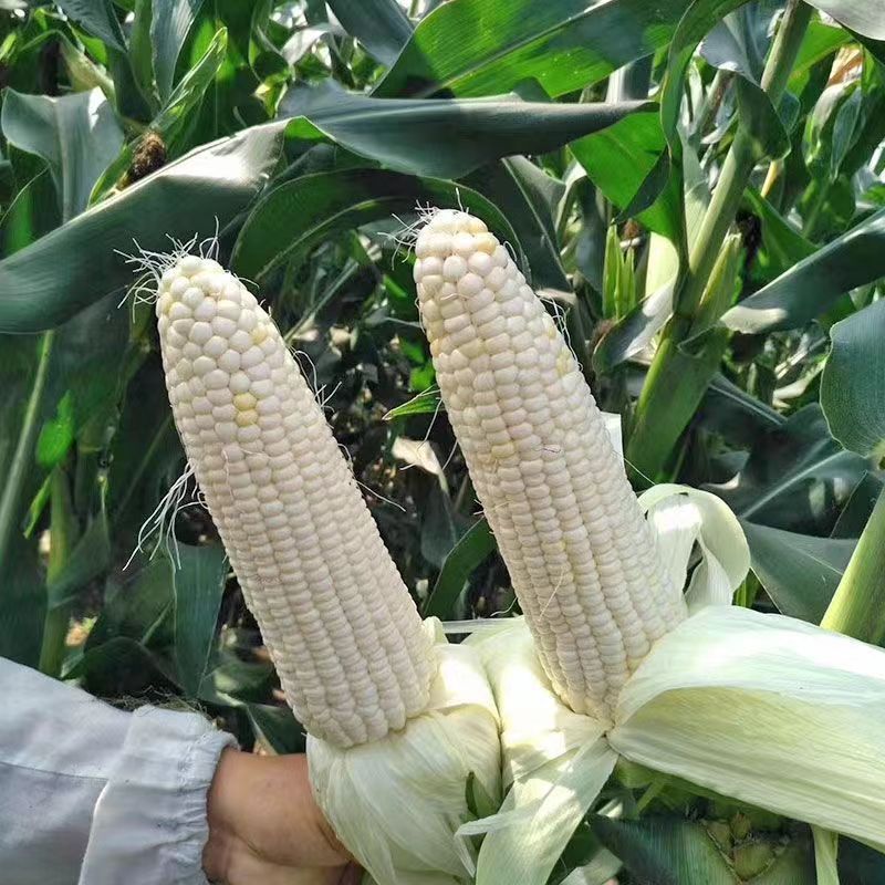 Yuebai Nuo No. 6 White Corn Seeds, Sweet Waxy Corn Seeds, Four-Season High-Yielding and Drought-Resistant Fruit Corn Seeds