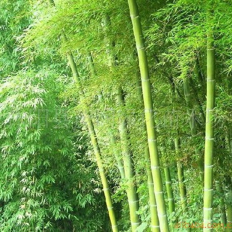 Green Plant Bamboo Seedlings, Green Bamboo, Rigid Bamboo, Courtyard Bamboo, Gold Inlaid Polygonatum Odorifera, Purple Bamboo, Luohan Bamboo, Spotted Bamboo Seedlings