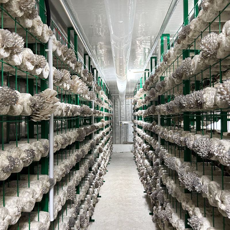 Flat Mushroom Spawn, Pleurotus Eryngii Spawn, Mushroom Spawn Bags, Pleurotus Eryngii Spawn Bags, Mushroom Spawn Bags, Direct Sales from the Manufacturer, Spawn Sticks, Low Temperature Resistant