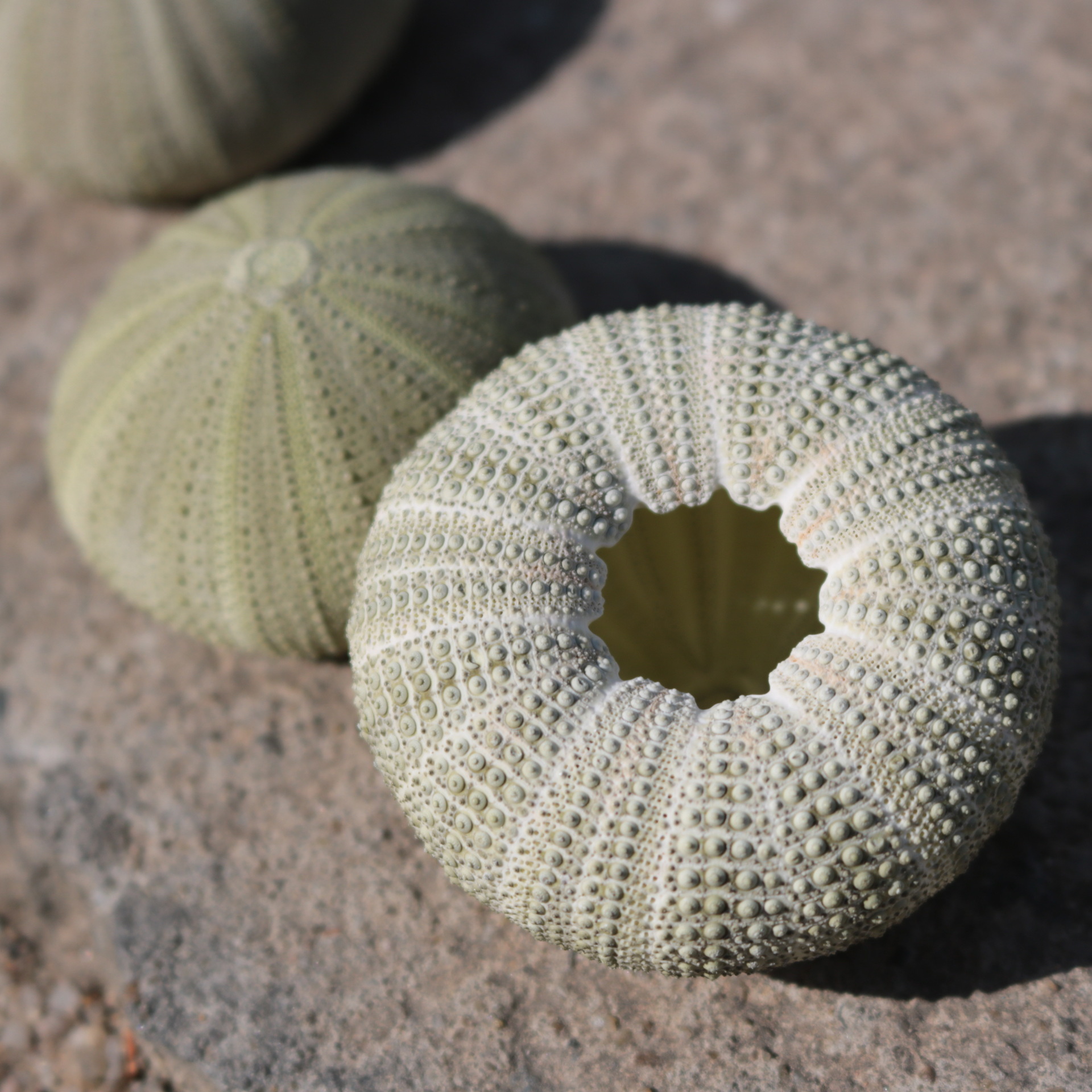 Natural Shell Conch Series Sea Urchin Shell Specimen Crafts Home Collection Ornaments Decorative Air Pineapple Base