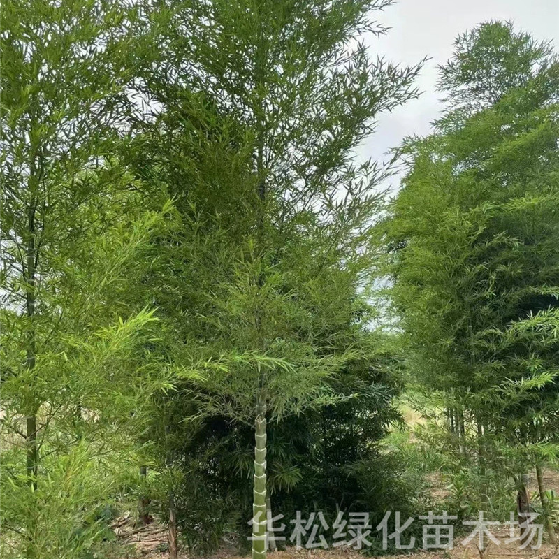 Bamboo Seedlings, Green Bamboo, Purple Bamboo, Gold Inlaid Jade Bamboo, Garden Plants, Evergreen Potted Plants in All Seasons, Ornamental Green Bamboo Seedlings