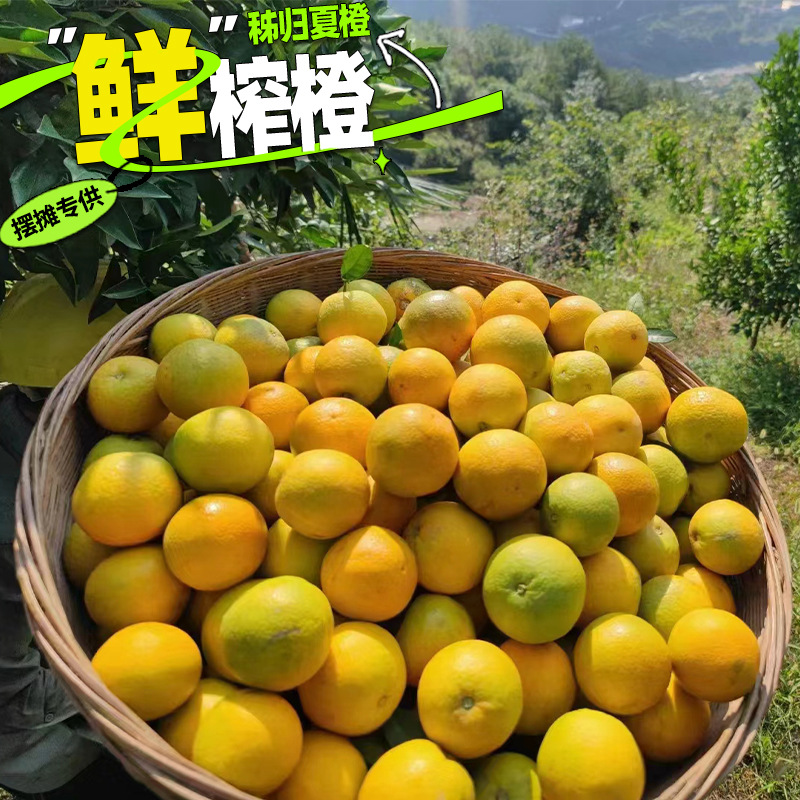 【Wholesale Juicing】Zigui Summer Oranges, Fresh Navel Oranges, Freshly Picked and Shipped, Sour Oranges, Non-Lunwan, Gannan Landmark Selection