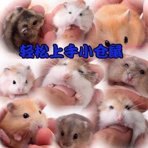 Hamster Wholesale Stall Set Live Three-Line Purple Warehouse Pudding Silver Fox Parents-In-Law Milk Tea Small Hamster Wholesale Golden Bear